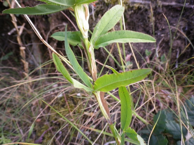 Trifolium rubens